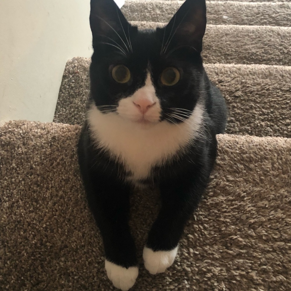 Meet your Posher, Nikki